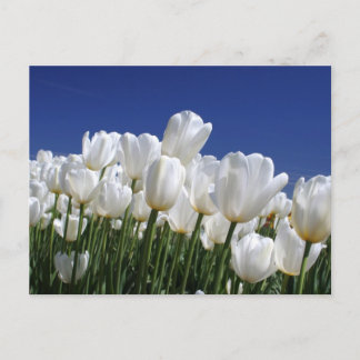 Mountain of white tulips against a blue sky postcard