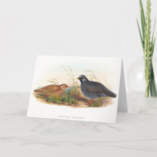 Mountain Quail - Birds, Card