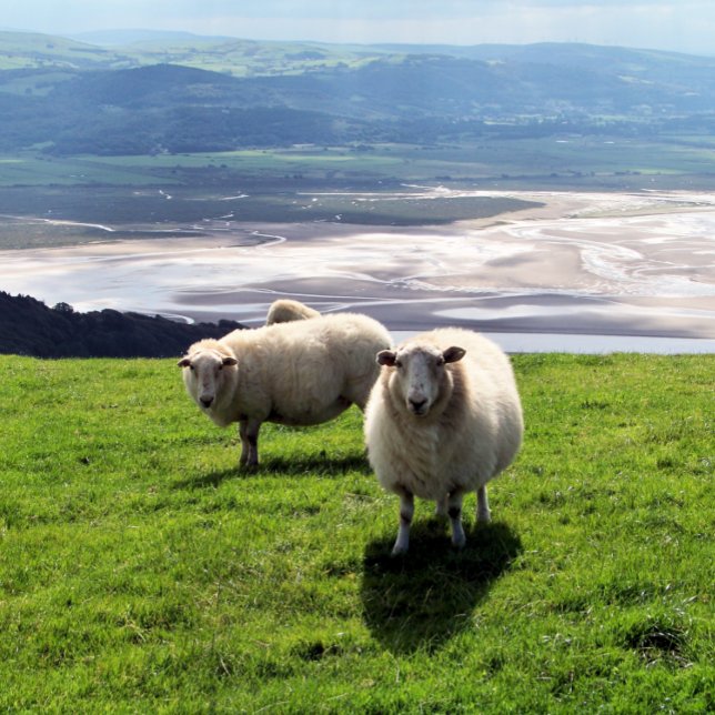 MOUNTAIN SHEEP CANVAS PRINT (Mountain sheep photography with views over the Dyfi estuary. Wales UK. )