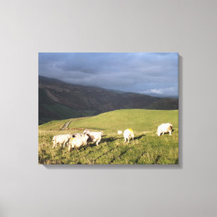MOUNTAIN SHEEP CANVAS PRINT