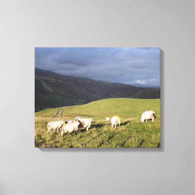 MOUNTAIN SHEEP CANVAS PRINT (Front)