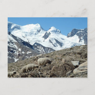 Mountain Sheep in Swiss Alps -- Postcard
