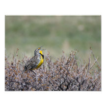 Mountain Song - Western Meadowlark - Casper WY