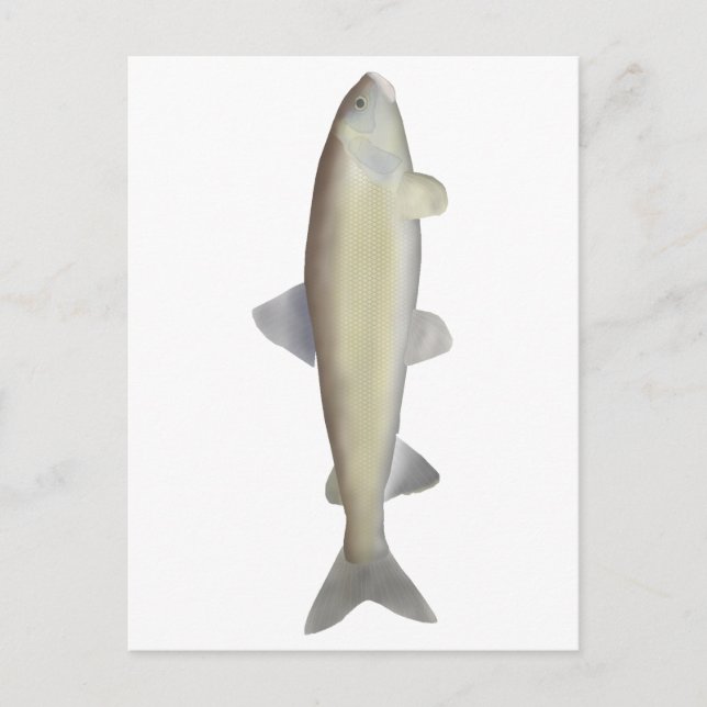 Mountain Whitefish Postcard (Front)
