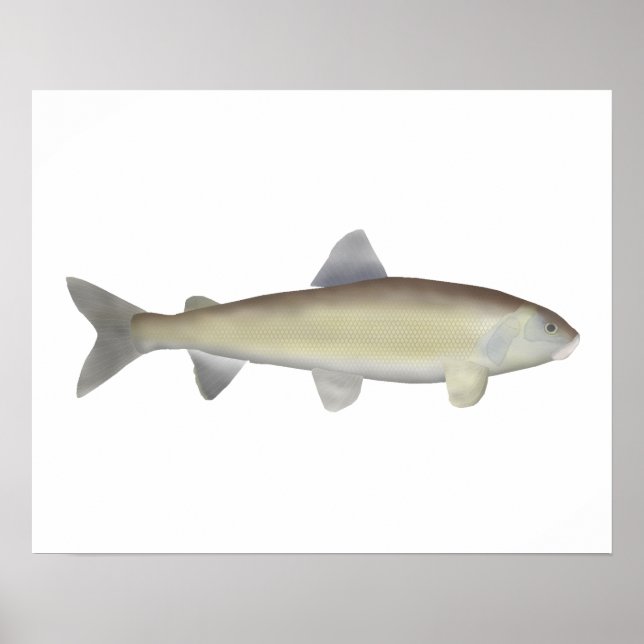 Mountain Whitefish Poster (Front)