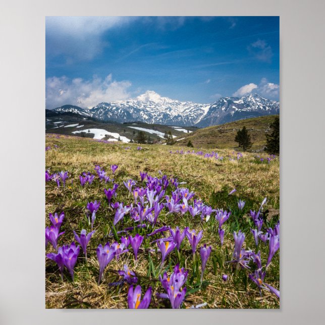 Mountains and crocus flowers on Velika Planina, Sl Poster (Front)