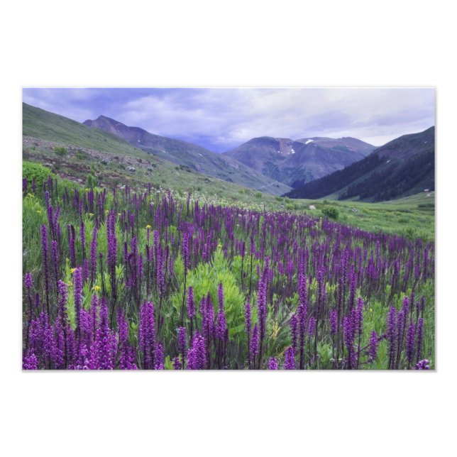 Mountains and wildflowers in alpine meadow, 2 photo print (Front)