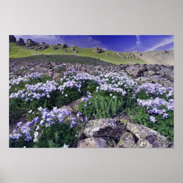Mountains and wildflowers in alpine meadow, poster (Front)