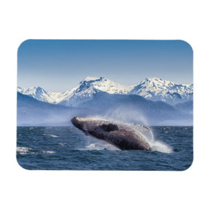 Mountains Breaching Whale Glacier Bay, Alaska Magnet