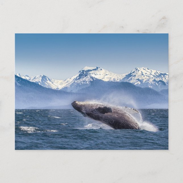 Mountains | Breaching Whale Glacier Bay, Alaska Postcard (Front)