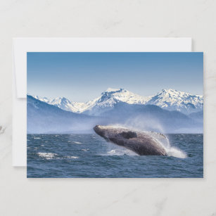 Mountains   Breaching Whale Glacier Bay, Alaska Thank You Card