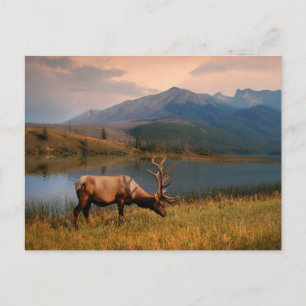 Mountains   Jacques Mountain Range Alberta Canada Postcard