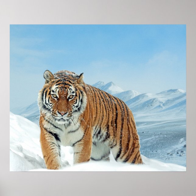Mountains Tiger Winter Snow Nature Photo Poster (Front)