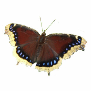 Mourning Cloak butterfly ~ acrylic Photo Sculpture Ornament
