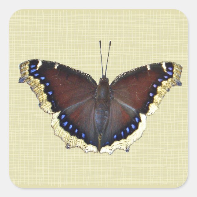 Mourning Cloak Butterfly - Nymphalis antiopa Square Sticker (Front)