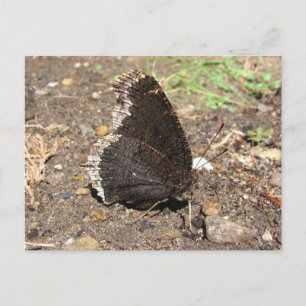 Mourning Cloak Butterfly ~ postcard