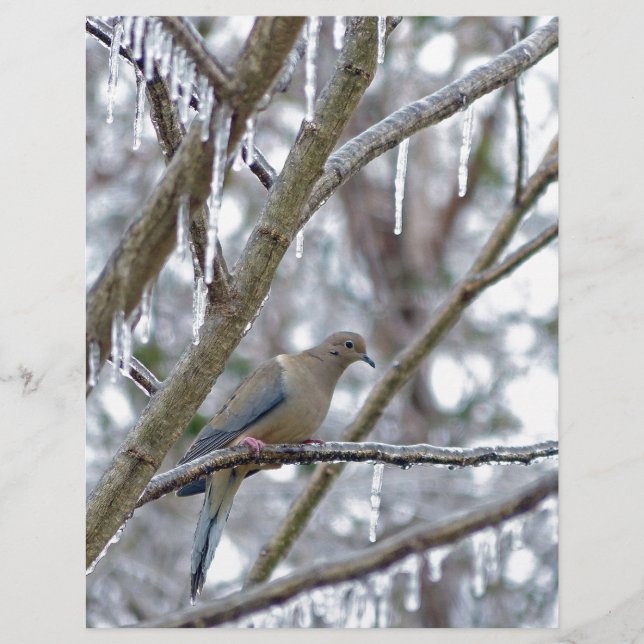 Mourning Dove (Front)