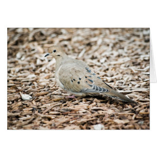 Mourning Dove 1 Card