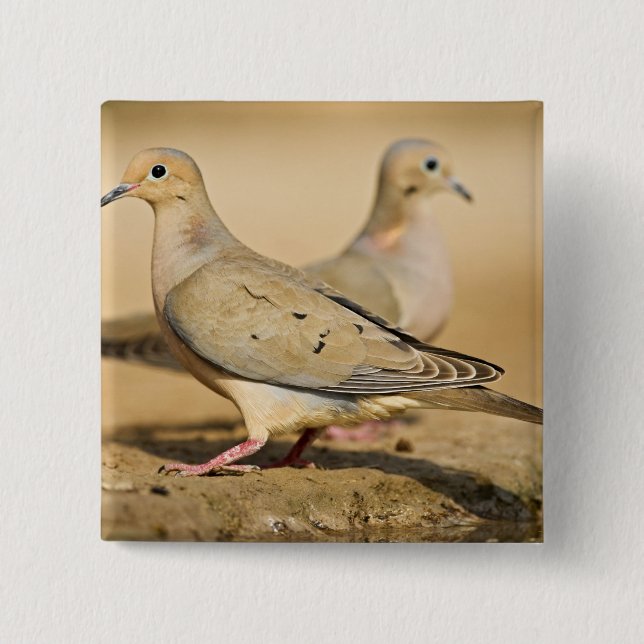 Mourning Dove 2 Inch Square Button (Front)