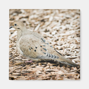 Mourning Dove 3 Magnet
