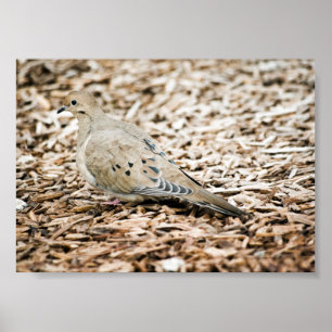 Mourning Dove 3 Print