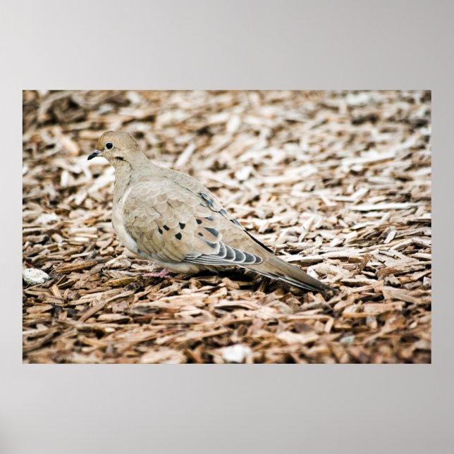 Mourning Dove 3 Print (Front)