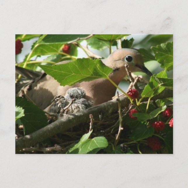 Mourning Dove and Baby Nesting in Mulberry Tree Postcard (Front)