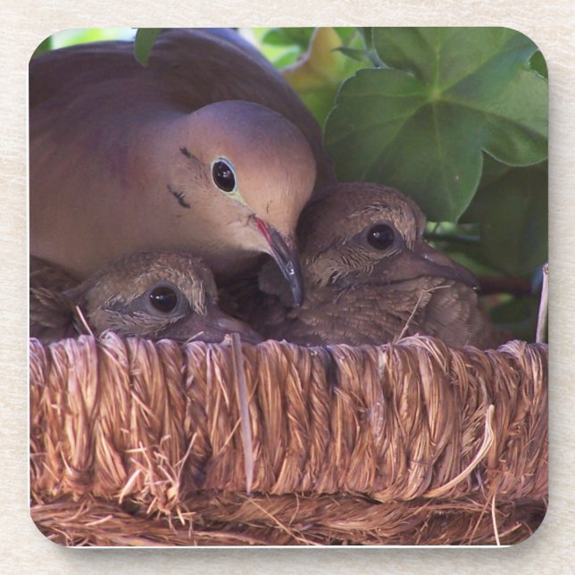 Mourning Dove Baby Birds Wildlife Animals Coaster (Front)