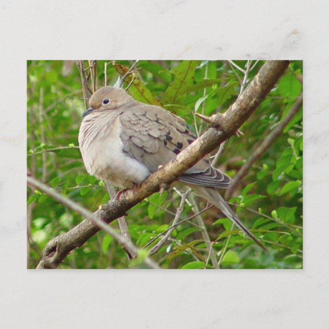 Mourning Dove Bird Postcard (Front)