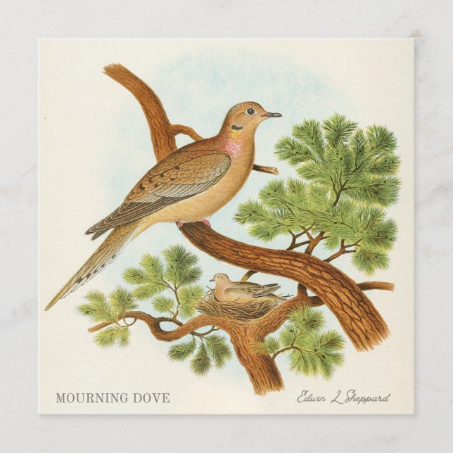 Mourning Dove by Edwin L. Sheppard (Front)