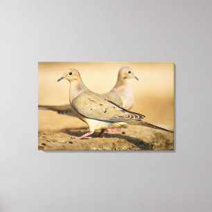 Mourning Dove Canvas Print