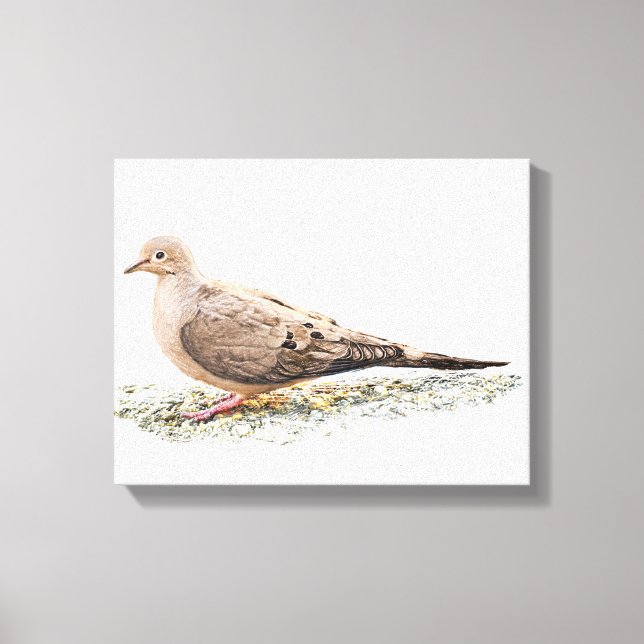 Mourning Dove Canvas Print (Front)