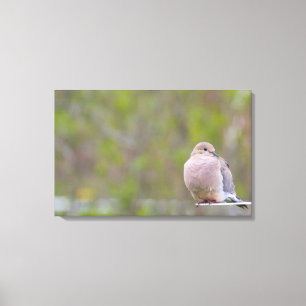 Mourning Dove Canvas Print