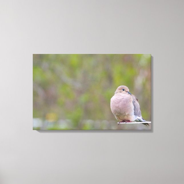 Mourning Dove Canvas Print (Front)