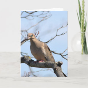 Mourning Dove Card