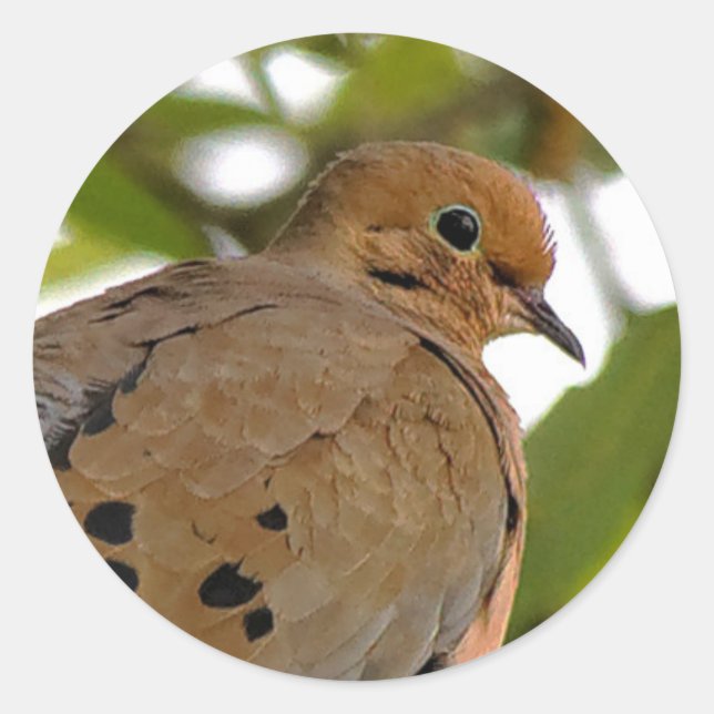 Mourning Dove Classic Round Sticker (Front)