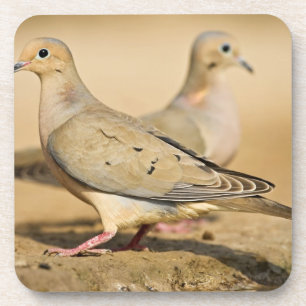 Mourning Dove Coaster
