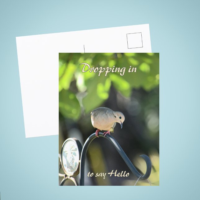 Mourning Dove Dropping in to Say Hello Postcard (Creator Uploaded)