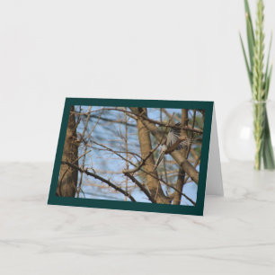 Mourning Dove in flight greeting card