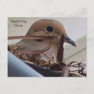 Mourning Dove in her nest. Postcard