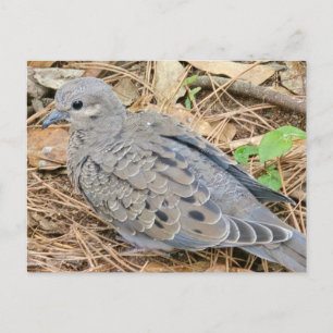 Mourning Dove Invitation Postcard