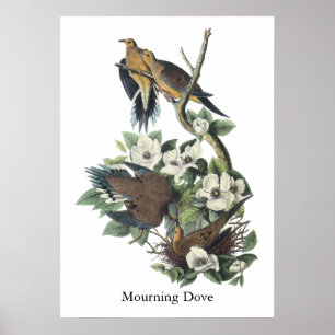 Mourning Dove, John Audubon Poster