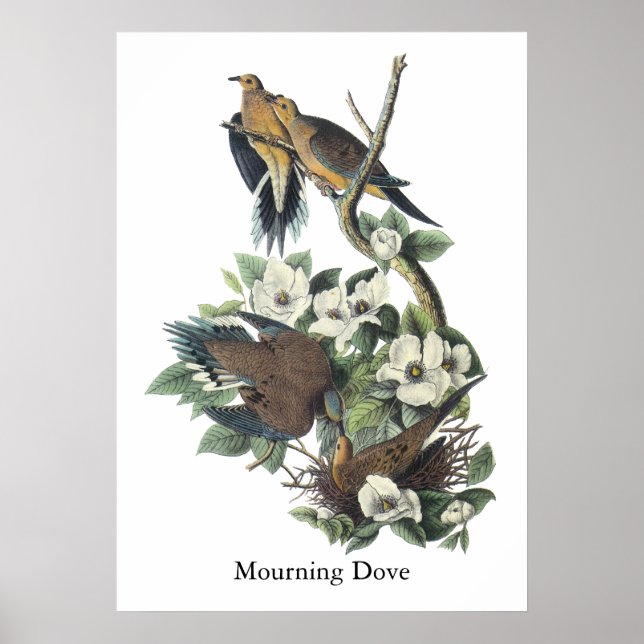 Mourning Dove, John Audubon Poster (Front)