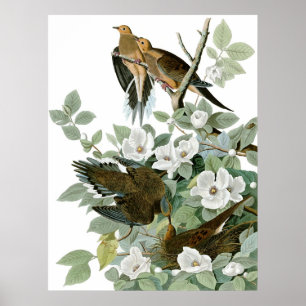 Mourning Dove, John James Audubon Fine Art Poster
