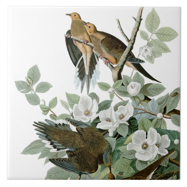 Mourning Dove, John James Audubon Tile (Front)