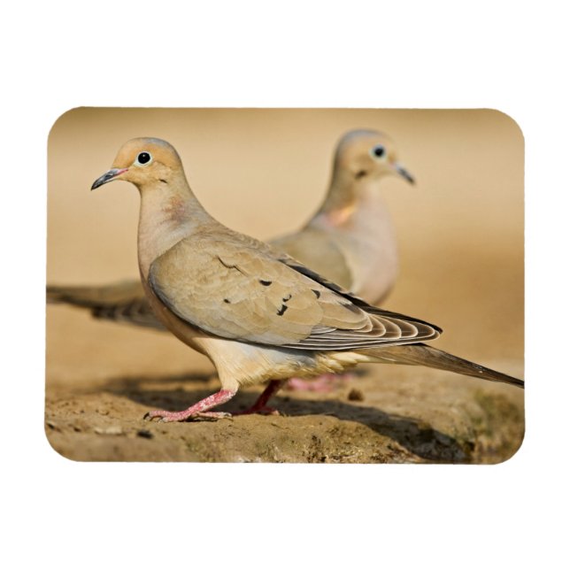 Mourning Dove Magnet (Horizontal)