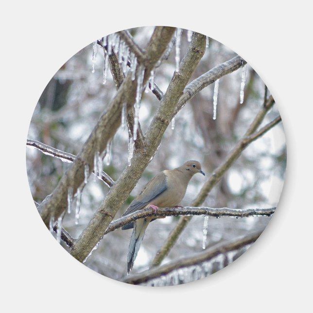 Mourning Dove Magnet (Front)