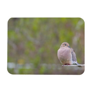 Mourning Dove Magnet