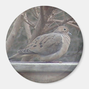 Mourning Dove Magnet