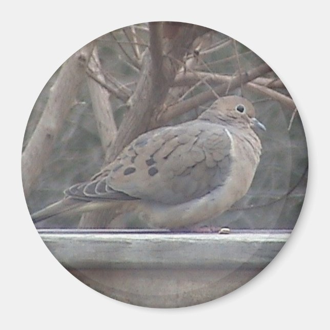 Mourning Dove Magnet (Front)